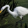 Florida, Wakadohatchee preserve - Great white egret hunting